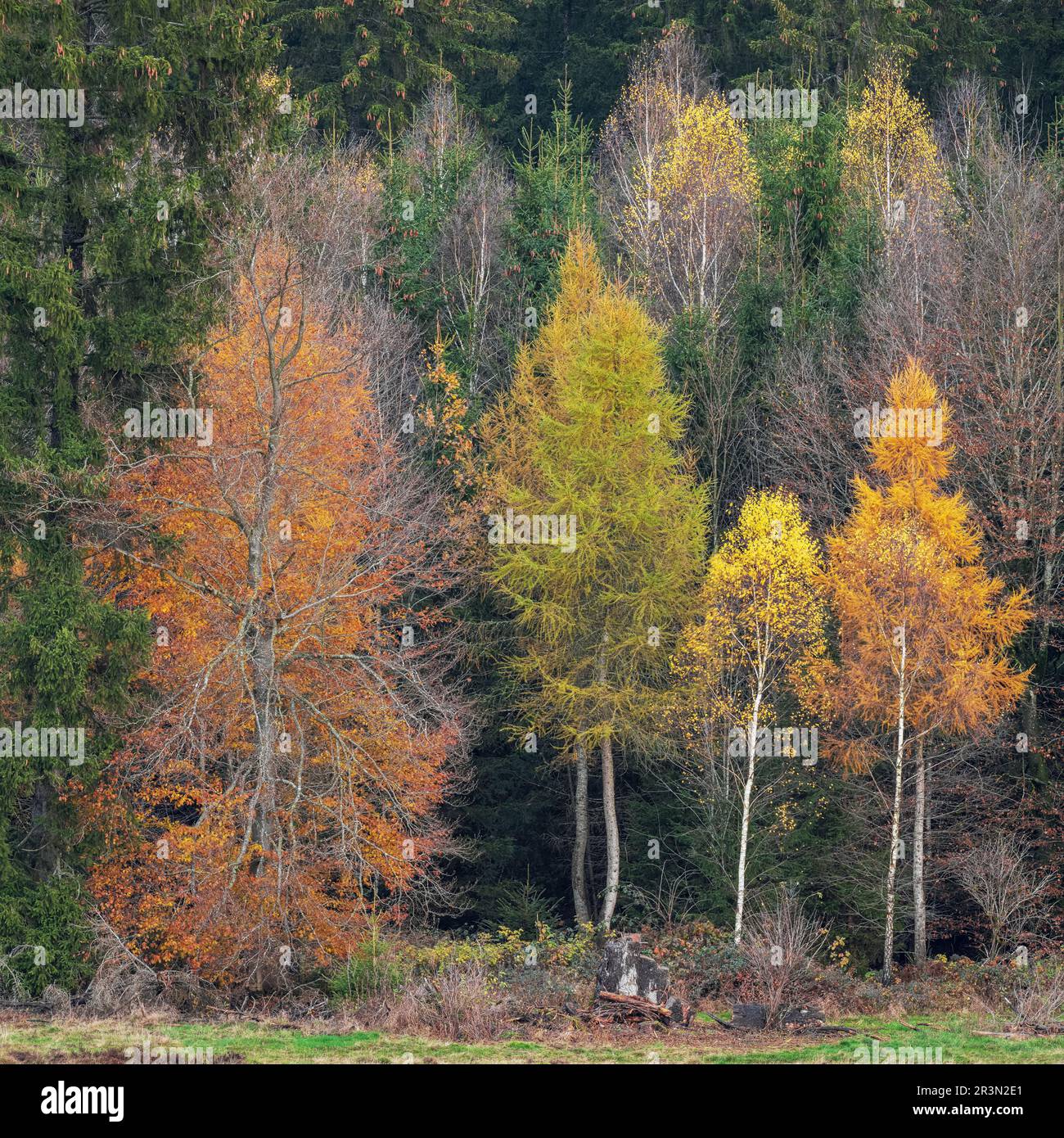 Sammlung verschiedener Bäume mit Herbstfarben, Silberbirke, Lärchenhartholz und Weichholz Stockfoto