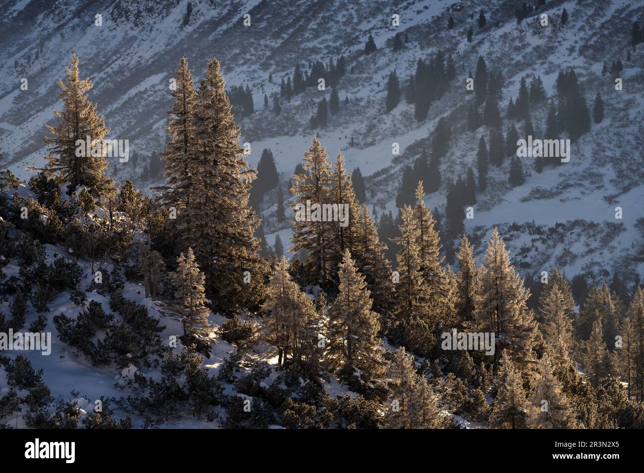 Kleinwalsertal in den AllgÃ¤-Alpen bei Winterkoniferbäumen im frühen Morgenlicht Stockfoto