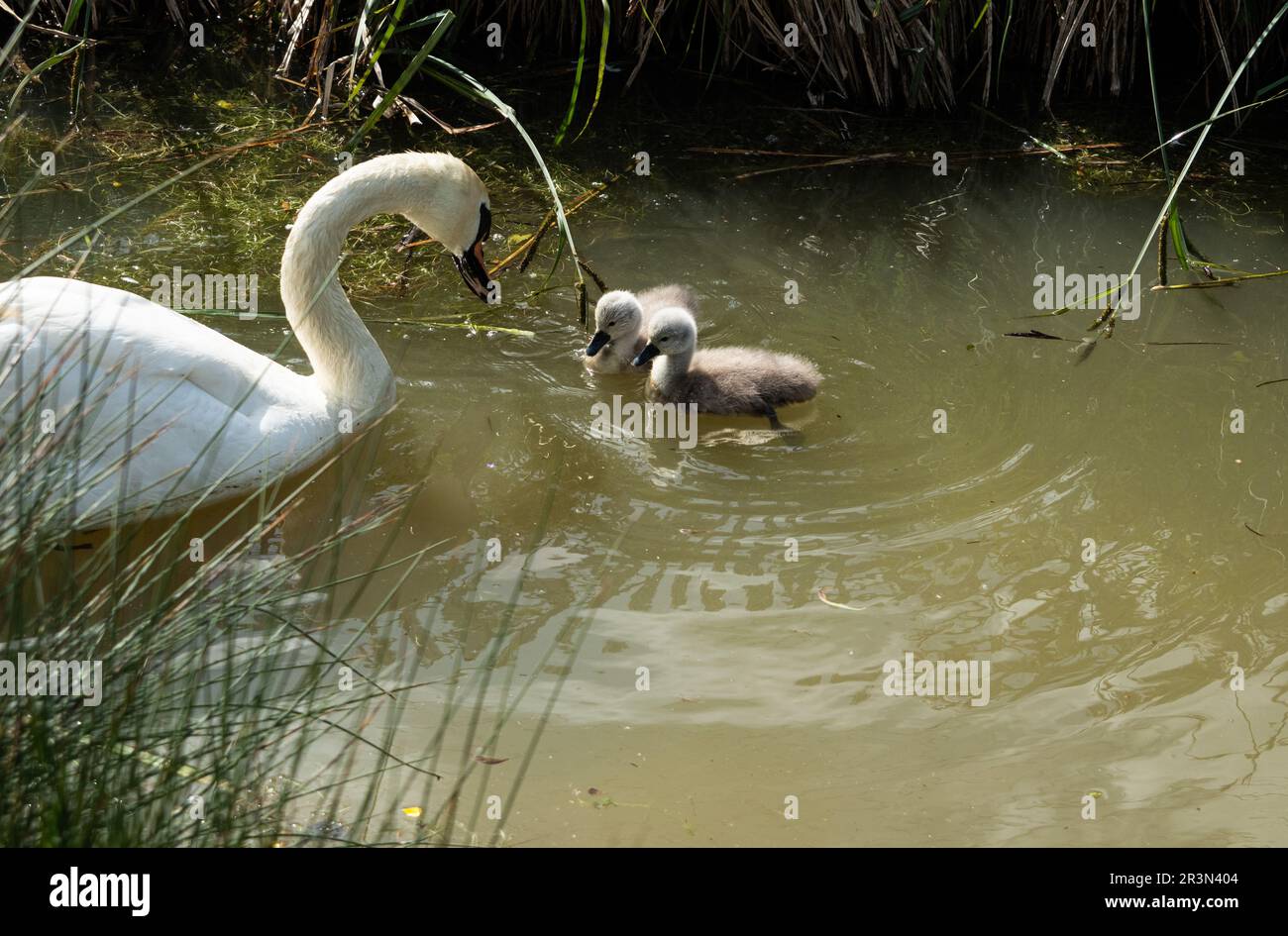 Zwei kleine süße, sehr junge Zygnete, die ihre Mutter in schlammigem, verschmutztem Wasser ansehen Stockfoto
