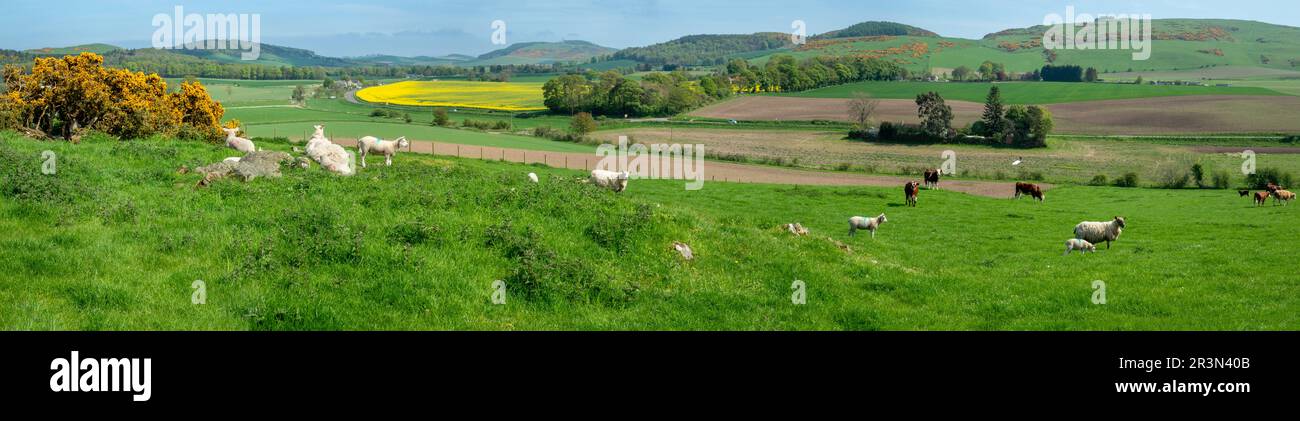 Lämmer, Schafe und Rinder, die mit gelber Gans weiden und die sanften Hügel von Fife Scotland Stockfoto