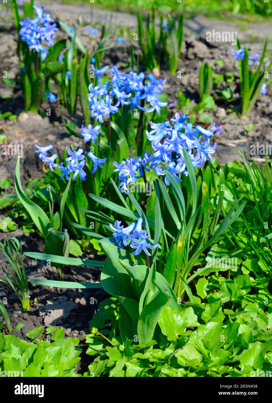 Hyacinthus orientalis, die gewöhnliche Hyazinth, Gartenhyazinth oder niederländische Hyazinth Stockfoto