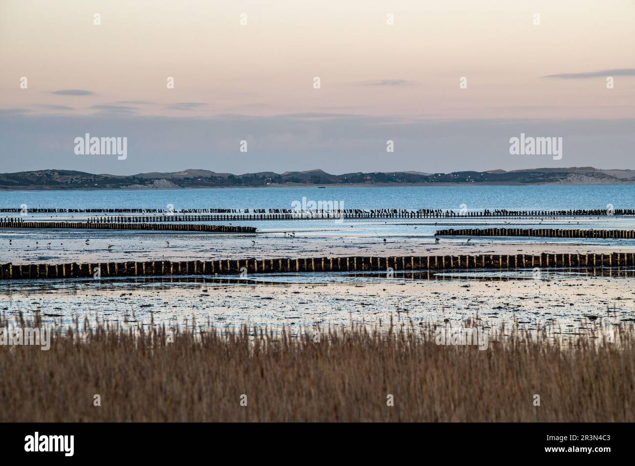 Auf dem Wattenmeer Stockfoto