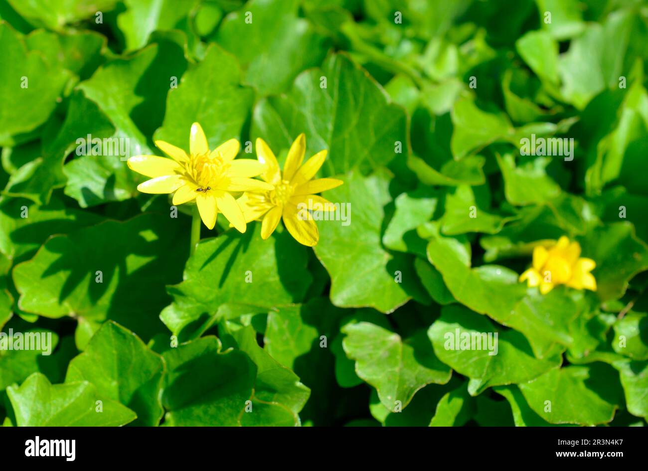 Caltha palustris, bekannt als Sumpfmarmeltier und Königspokal Stockfoto