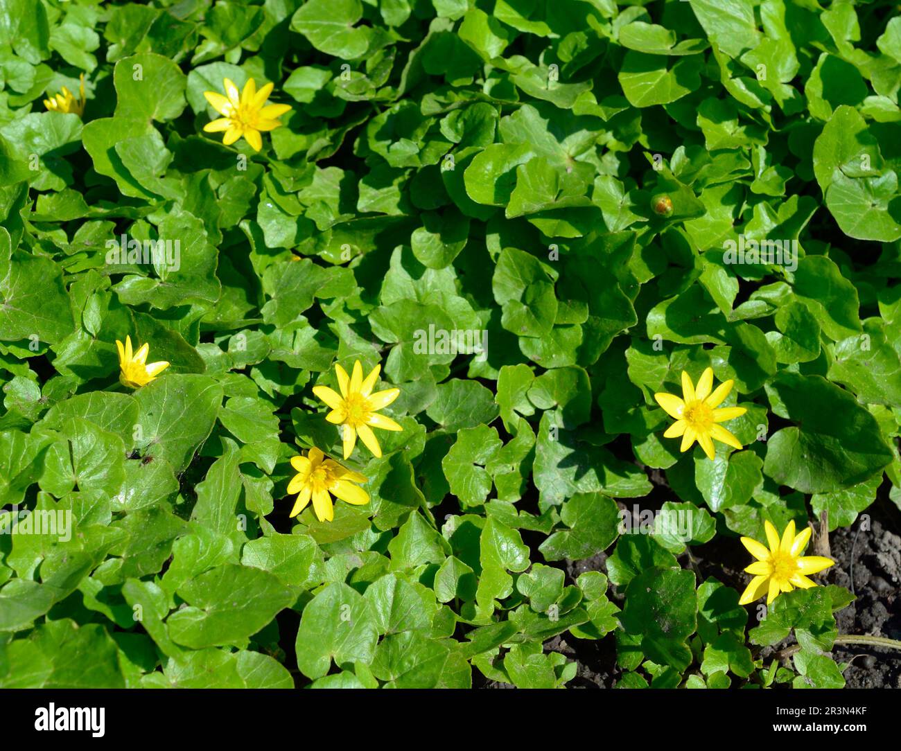 Caltha palustris, bekannt als Sumpfmarmeltier und Königspokal Stockfoto