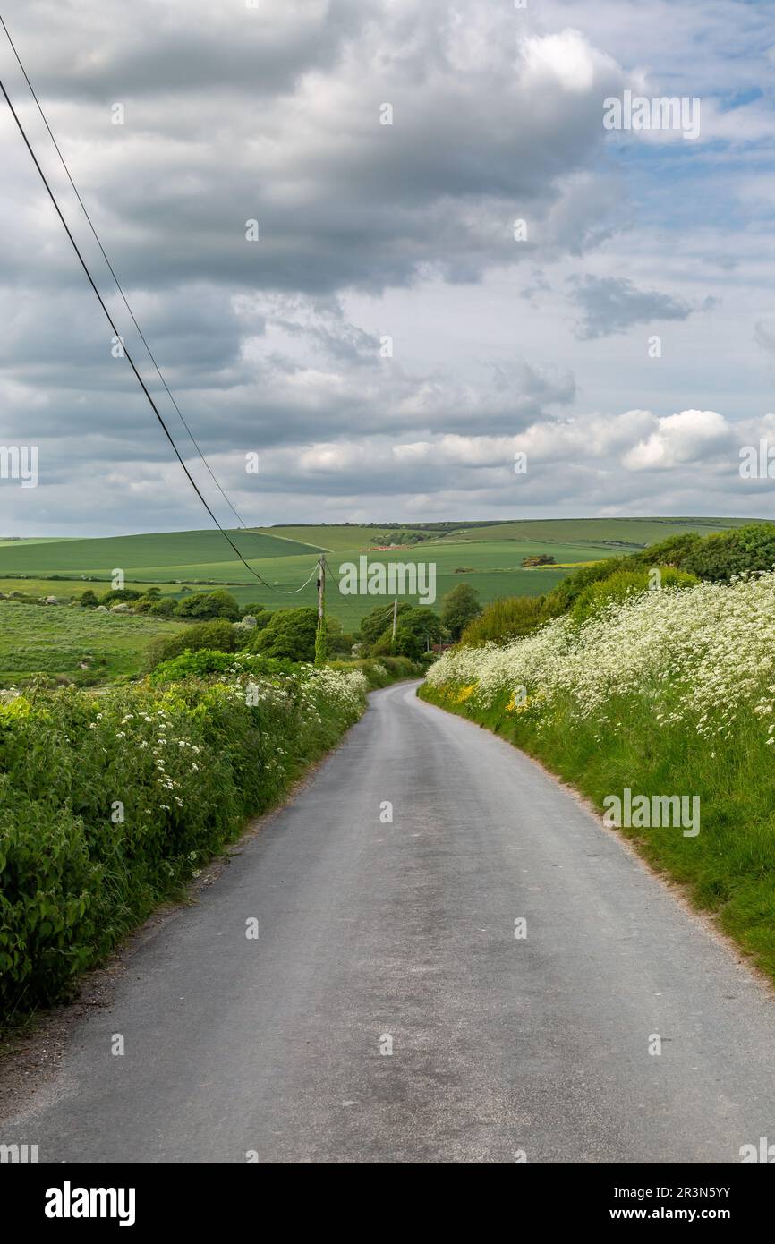 An einem Frühlingstag entlang einer Landstraße in Sussex, mit einer Fülle von KuhPetersilie entlang der Straße Stockfoto