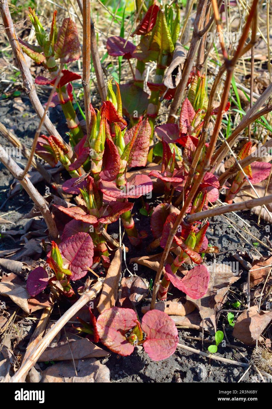 Reynoutria japonica. Gebräuchliche Namen sind japanisches Knotweed und asiatisches Knotweed. Frühlingssprossen Stockfoto