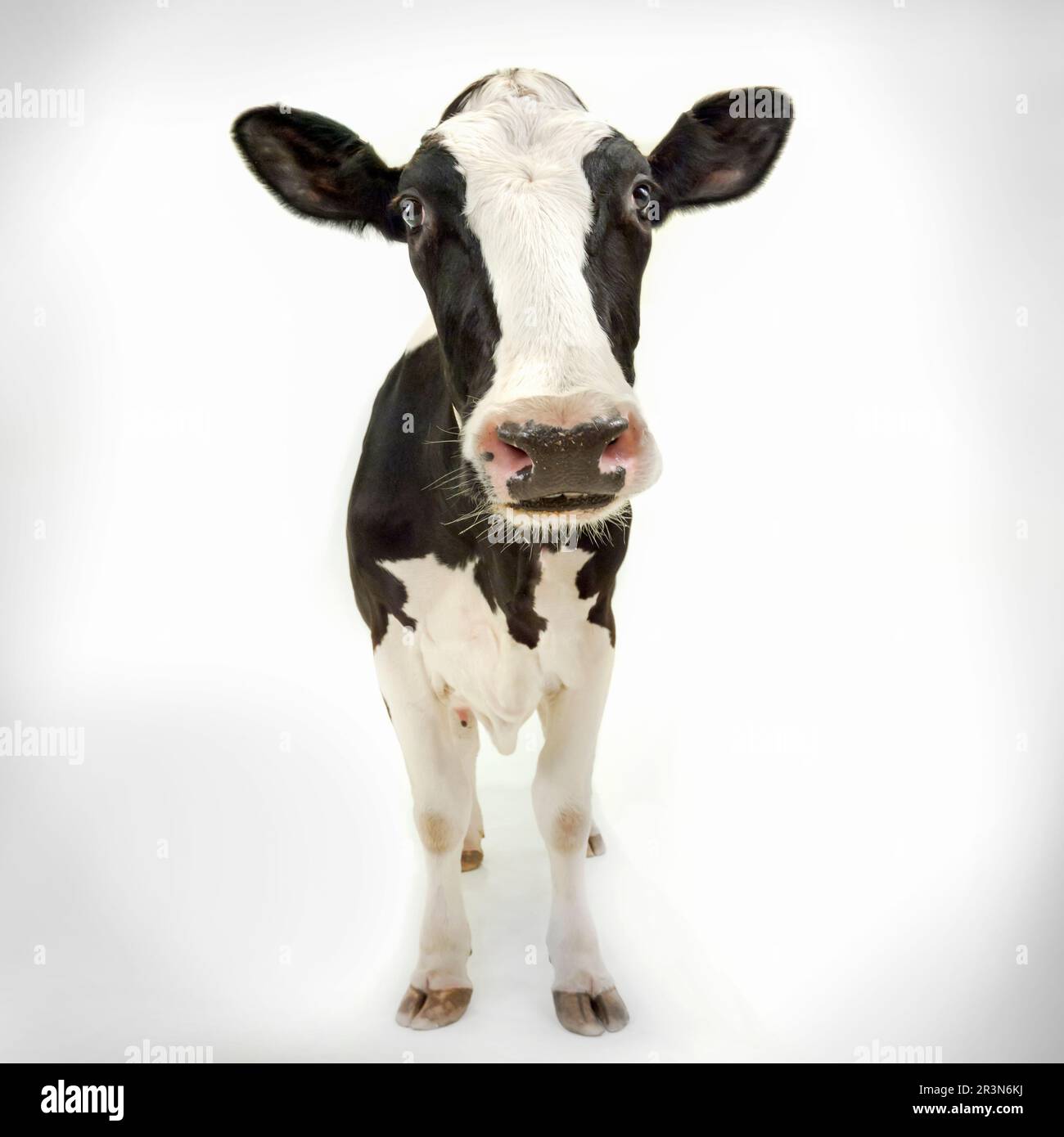 Jersey Cow auf weißem Hintergrund Stockfoto