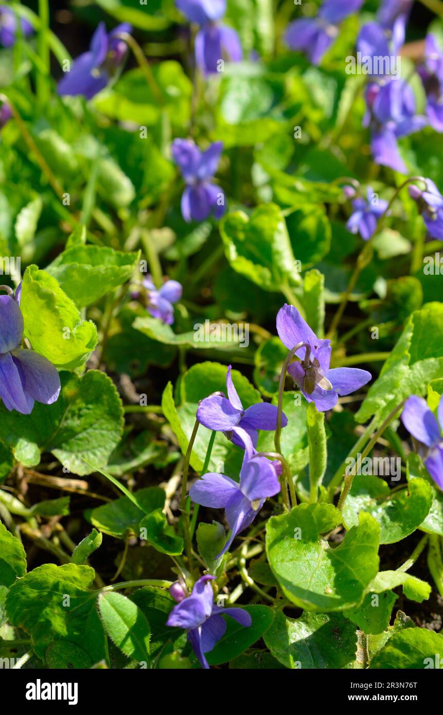 Viola odorata ist allgemein bekannt als Holzviolett, Süßes Violett, Englisches Violett, Gemeines Violett, Florismusviolett, Oder Gartenviolett Stockfoto