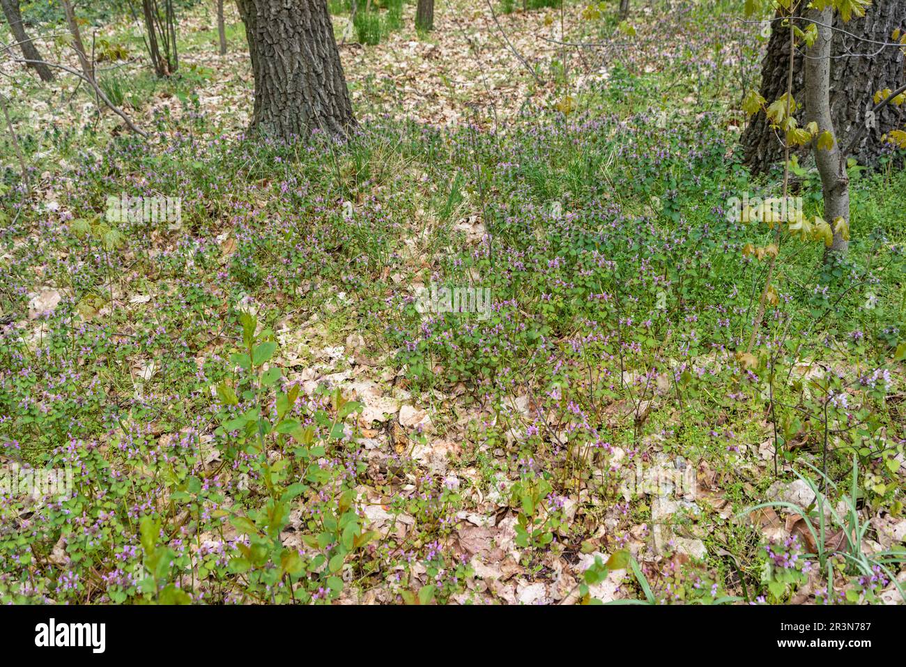 Ein blühendes Feld von Lamium purpureum-Pflanzen - Purpurnettle, eine Pflanze aus der Mint-Familie, Deutschland, Europa Stockfoto