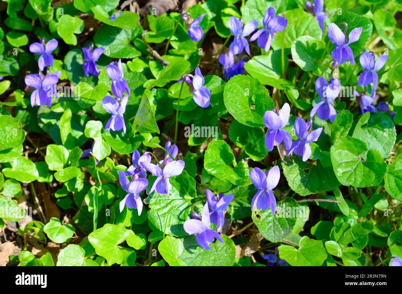 Viola odorata ist allgemein bekannt als Holzviolett, Süßes Violett, Englisches Violett, Gemeines Violett, Florismusviolett, Oder Gartenviolett Stockfoto