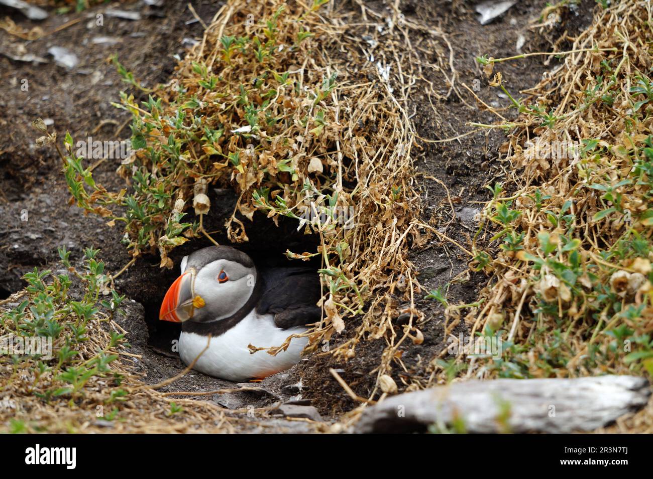 Papageientaucher auf den Skellig-Inseln Stockfoto