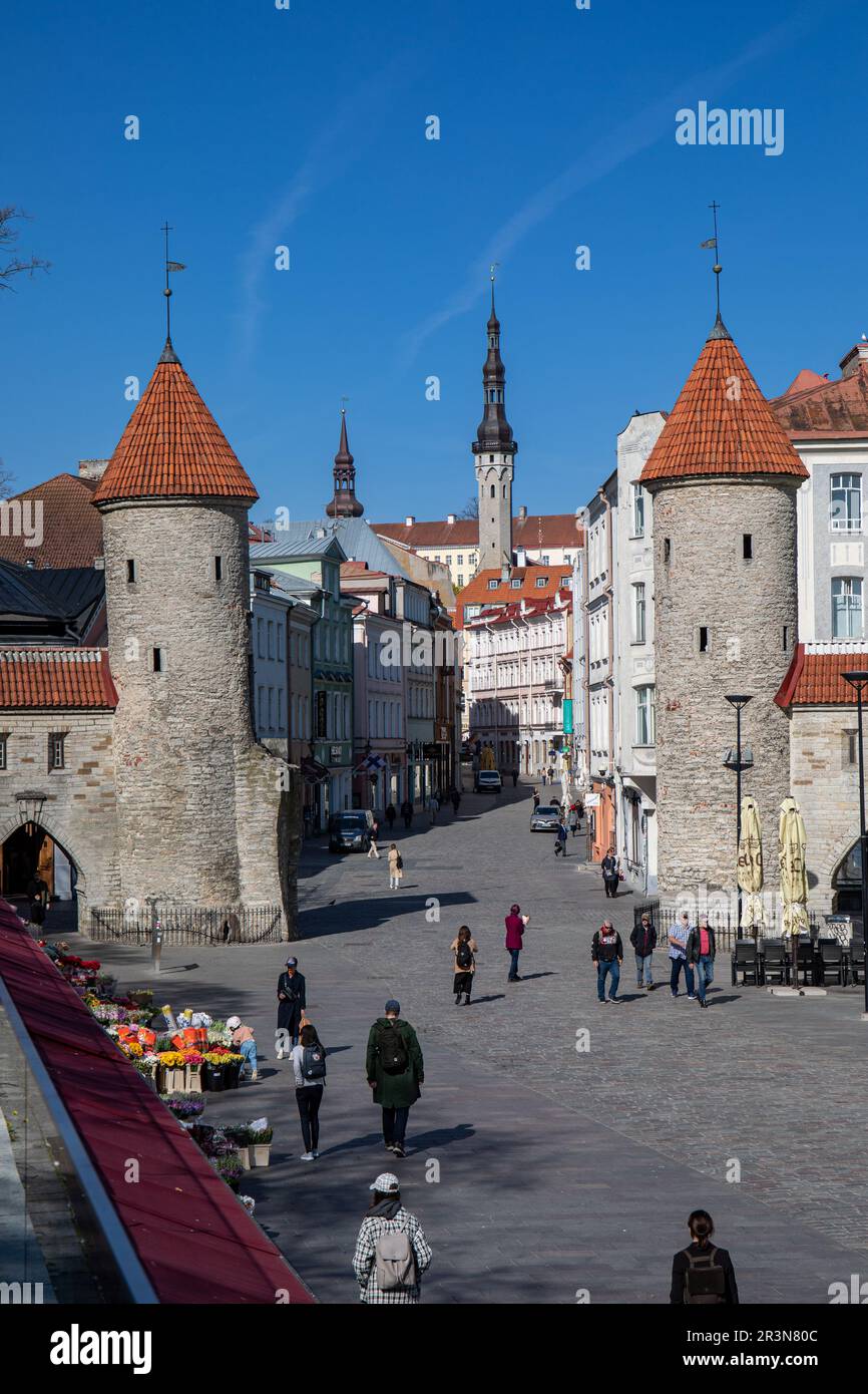 Die Viru Gate Guard Türme an einem sonnigen Tag in Vanalinn, der Altstadt von Tallinn, Estland Stockfoto