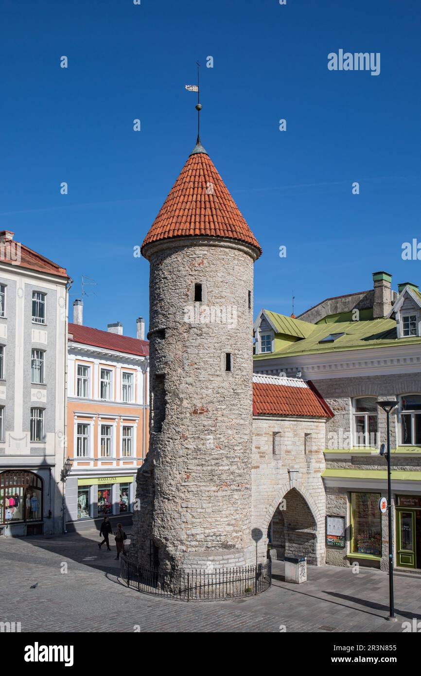 Viru Gate Wachturm vor klarem blauen Himmel in Vanalinn, der Altstadt von Tallinn, Estland Stockfoto