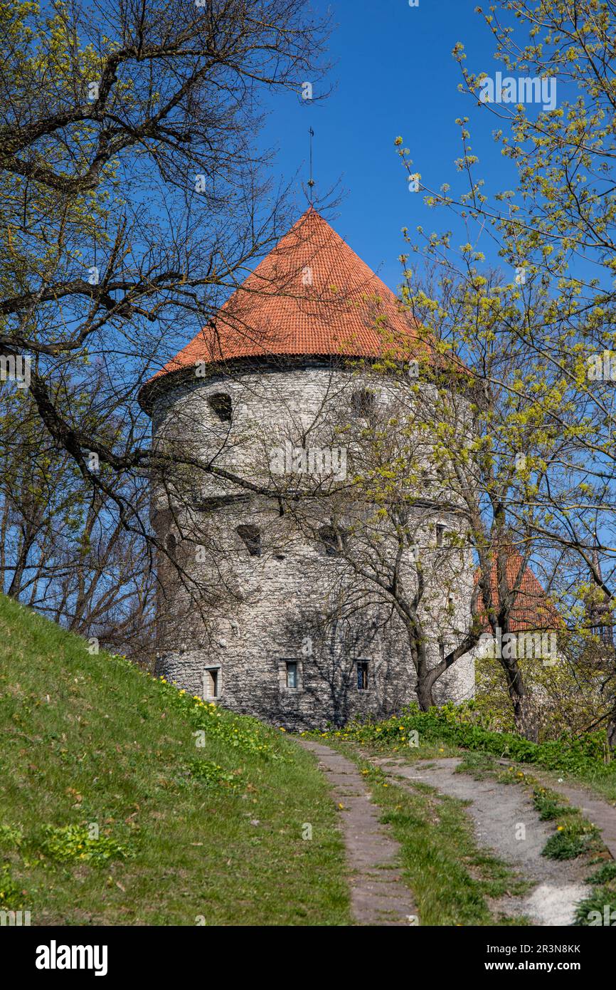 Der Artillerieturm Kiek in de Kök wurde 1475 hinter Harjumägi an einem sonnigen Frühlingstag in Vanalinn, der Altstadt von Tallinn, Estland, erbaut Stockfoto