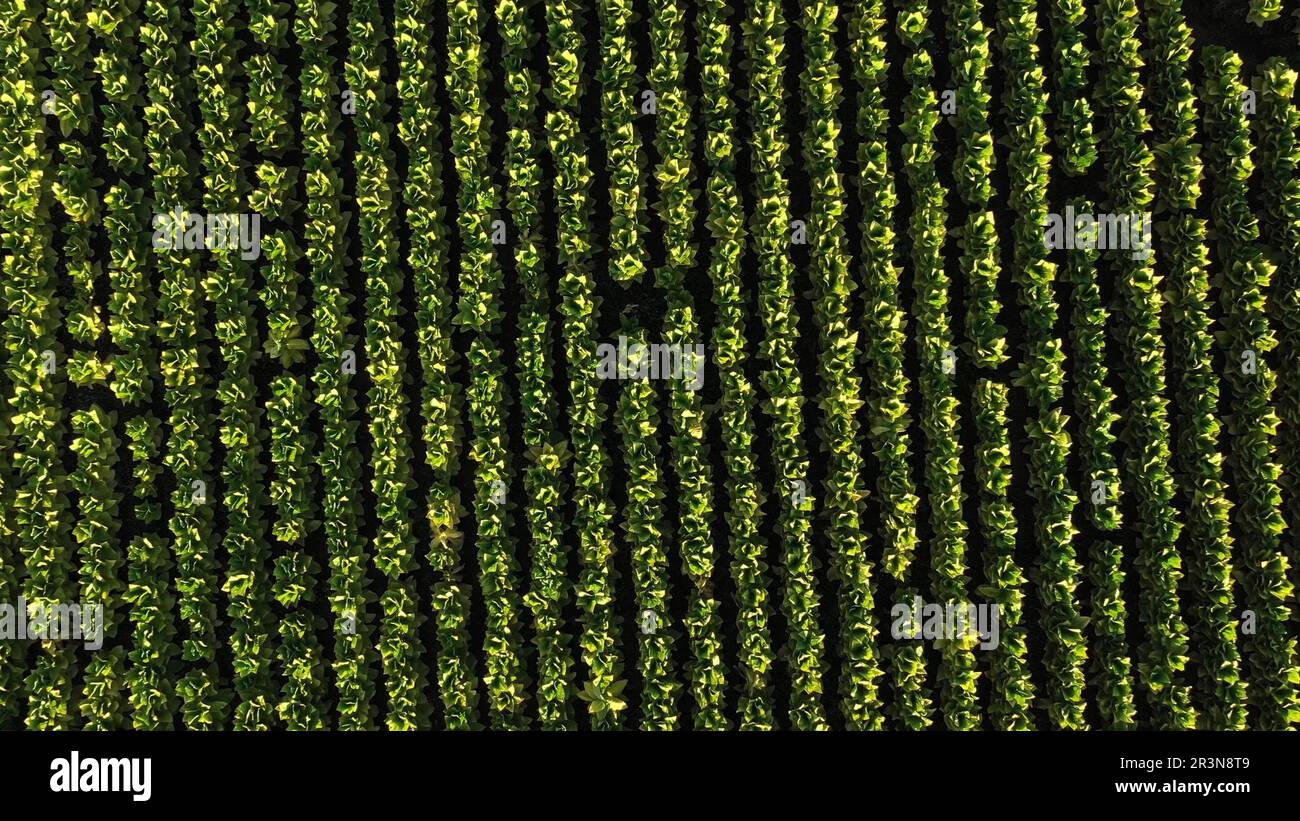 Luftdrohnen-Videoansicht der Tobbaco-Plantage in Chile Stockfoto