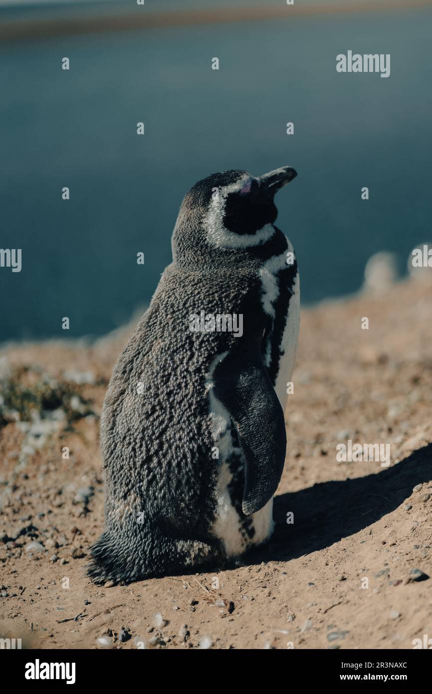 Wilde Pinguine, die im Sonnenlicht auf einem felsigen Kamm an der Küste sitzen und sich im Sommer in Argentinien, Patagonien, gegen blaues Meerwasser ausruhen Stockfoto