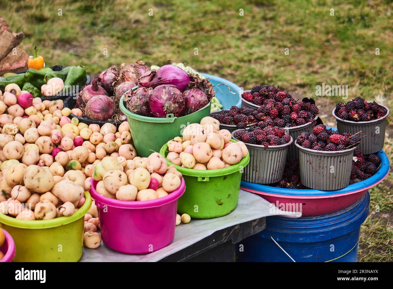 Großer Haufen frischer reifer Kartoffeln, roter Zwiebeln, grüner Paprika und Brombeeren in Eimern, die während der Ernte auf einer Wiese auf dem Tisch stehen Stockfoto