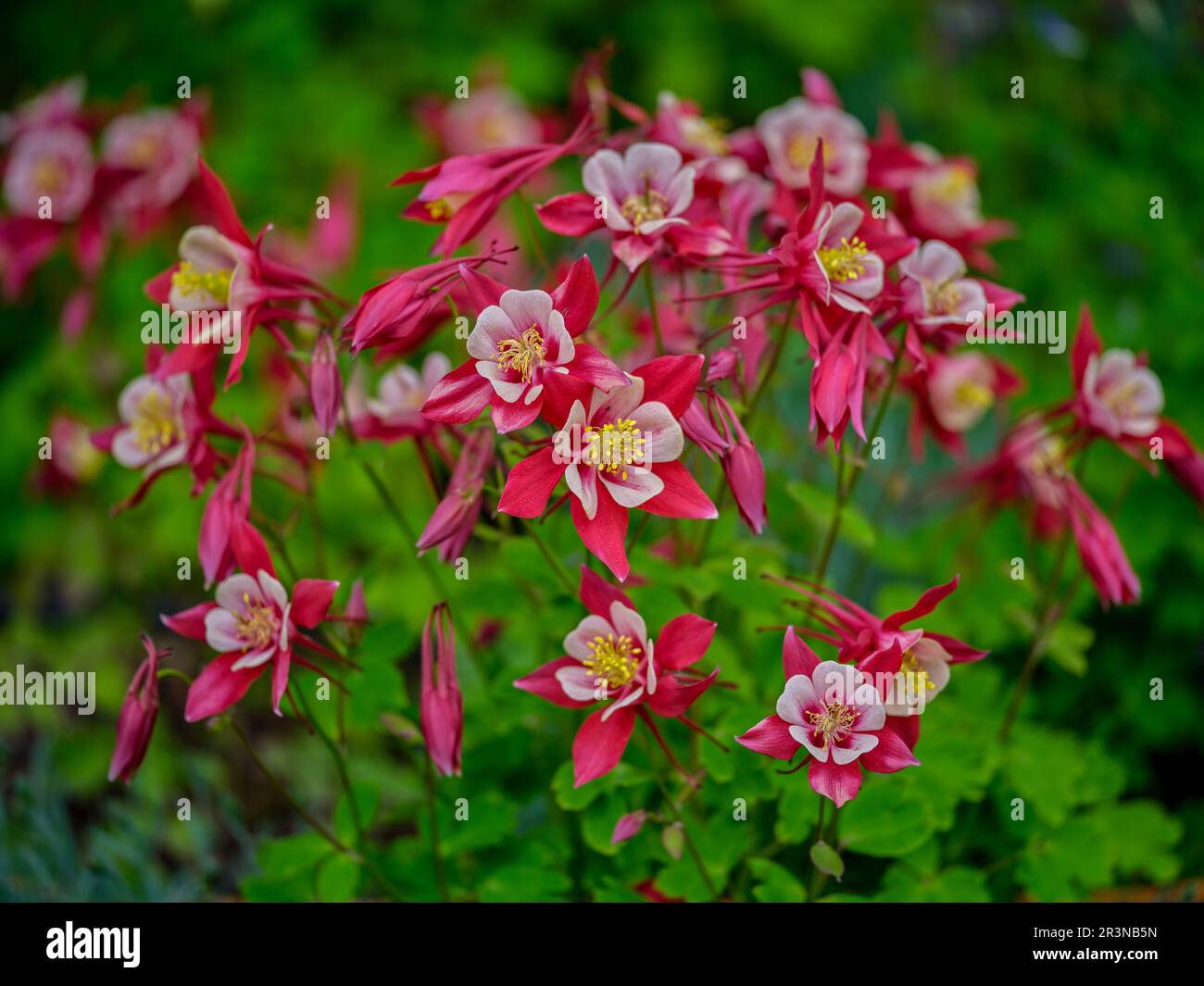 Rot-weiße Aquilegia flabellata, gebräuchliche Bezeichnung Fächerkolumbine oder Zwergkolumbine Stockfoto