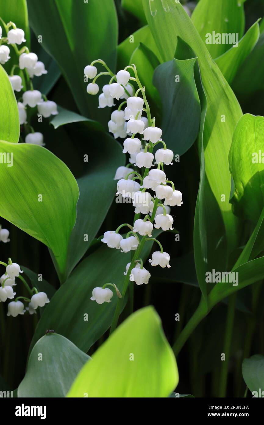 Nahaufnahme kleiner Lilien des Tals mit sonnenbeleuchtetem Grün Stockfoto