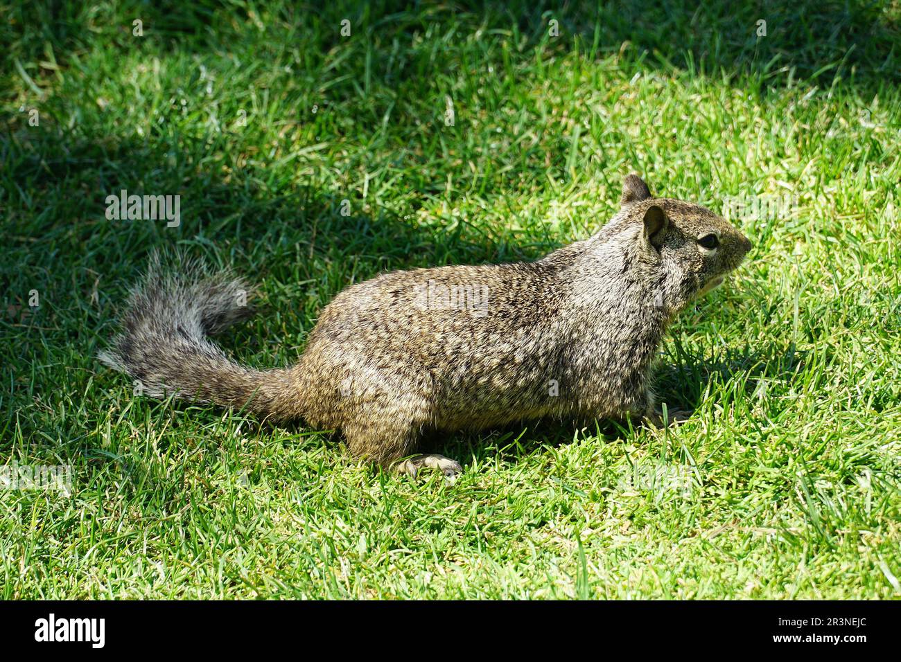 Kalifornisches Erdhörnchen, Beechey-Erdhörnchen, Otospermophilus beecheyi, Santa Monica, Los Angeles County, Kalifornien, USA, Nordamerika Stockfoto
