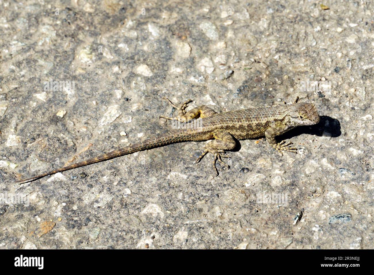 westliche Zaunechse, Sceloporus occidentalis, nyugati sövényleguán, Santa Monica, Los Angeles County, Kalifornien, USA, Nordamerika Stockfoto