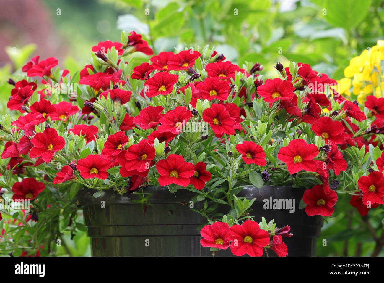 Nahaufnahme der unzähligen kleinen Blumen eines roten Petunia-Hybriden in einer schwarzen Pflanzmaschine, Seitenansicht Stockfoto