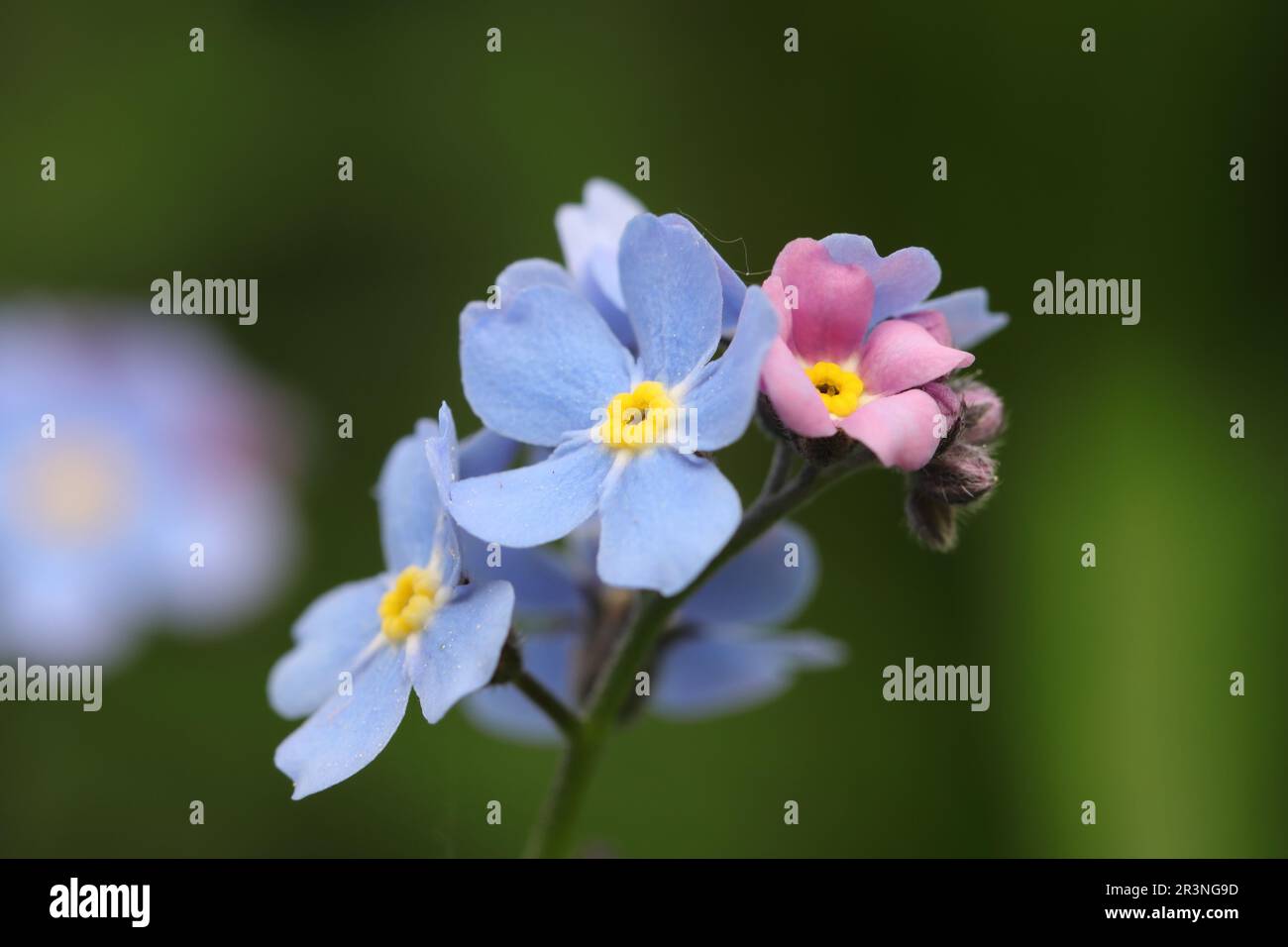 Nahaufnahme von blauen und hellrosa myosotis-Blumen vor einem unscharfen natürlichen Hintergrund, Seitenansicht Stockfoto