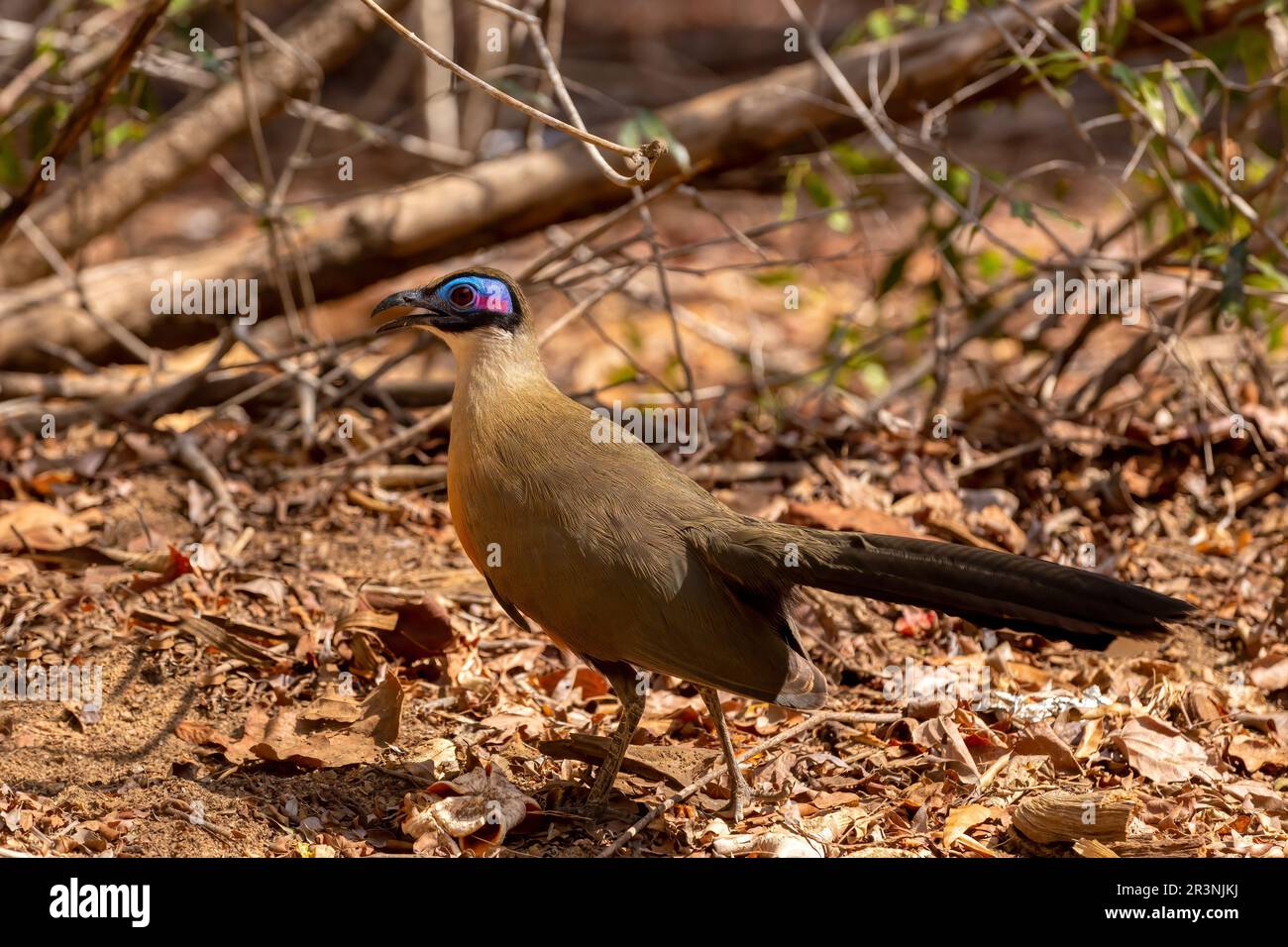 Bird Giant Coua, Coua gigas, Kirindy Forest, Madagaskar Stockfoto