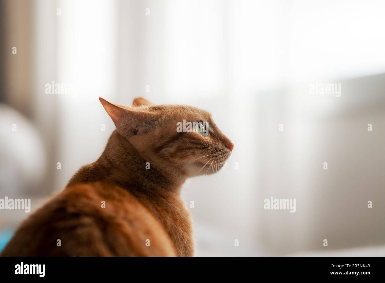 Schließen. Braune Katze mit grünen Augen und weißem Hintergrund, Profilansicht Stockfoto