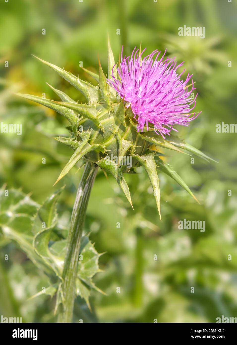 Mariendistel „Silybum marianum“ Stockfoto