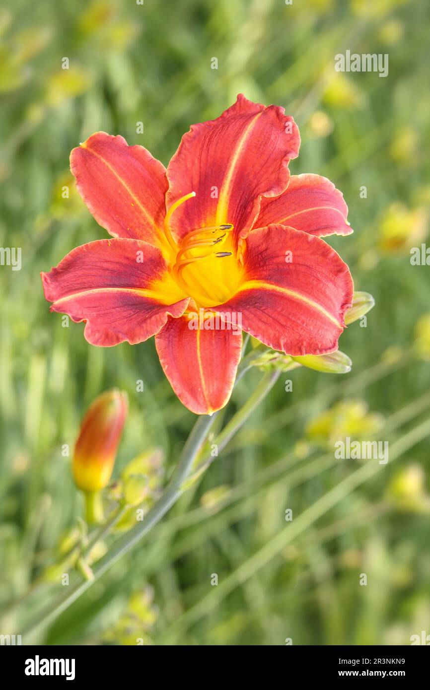 Gelbrote Taglilie „Hemerocallis fulva“ Stockfoto