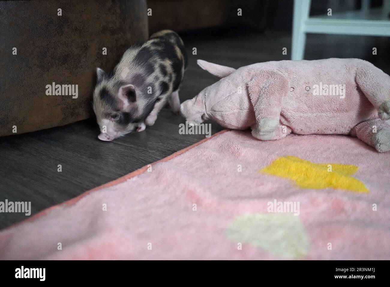 Ein kleines Schweinchen in der Hand Stockfoto