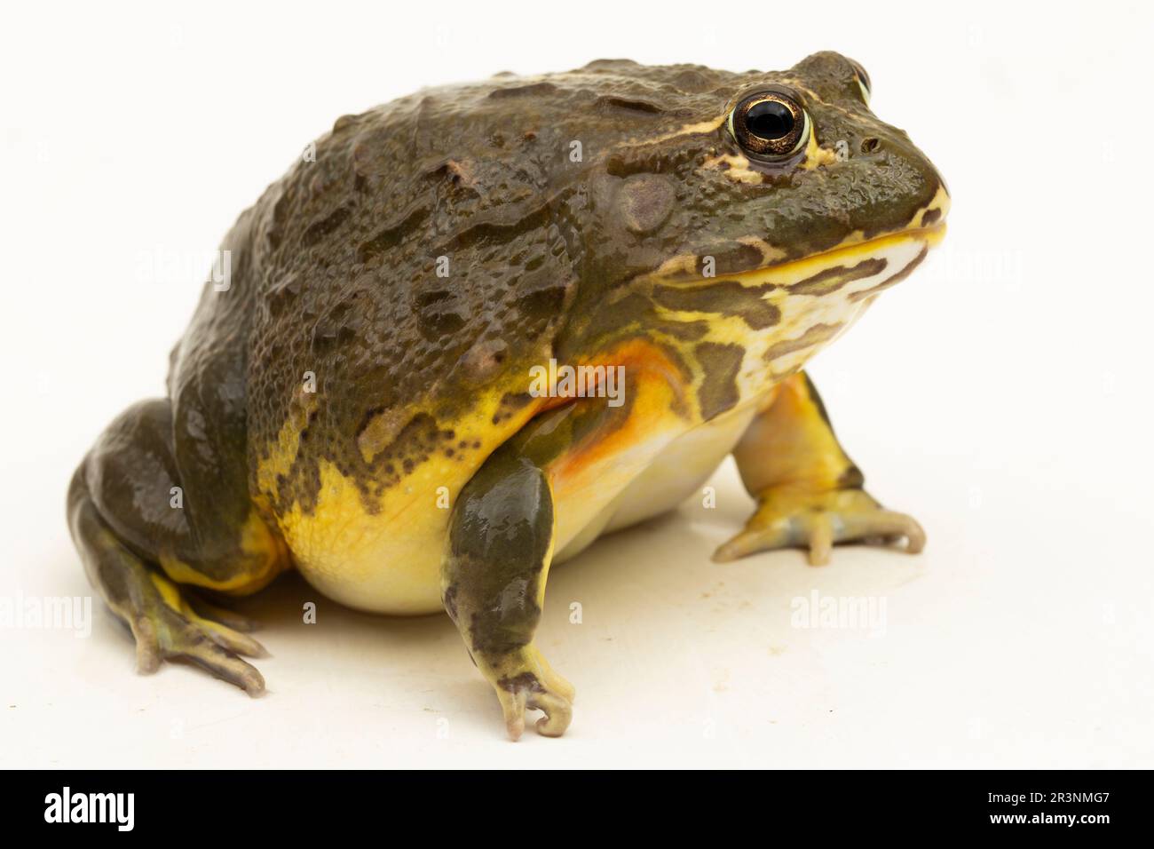 Afrikanischer Bullenfrosch ( Pyxicephalus adsperus edulis) Pixie Frosch isoliert auf weißem Hintergrund Stockfoto