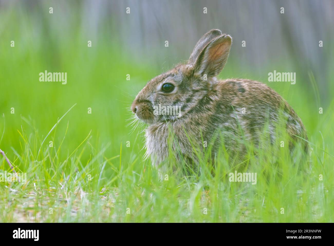 Östlichen Cottontail (Sylvilagus Floridanus) im Frühjahr Stockfoto