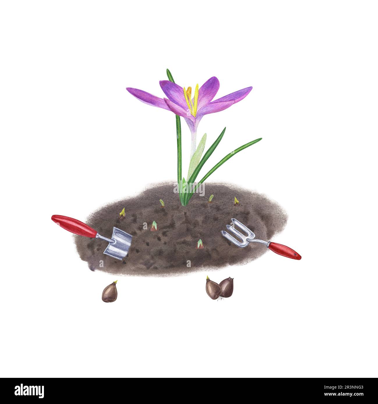 Blumen in den Boden Pflanzen und sie pflegen. Krokusse, Zwiebeln, Erde, Handkelle, kleine Gabel. Isoliert auf weiß. Aquarelldarstellung Stockfoto