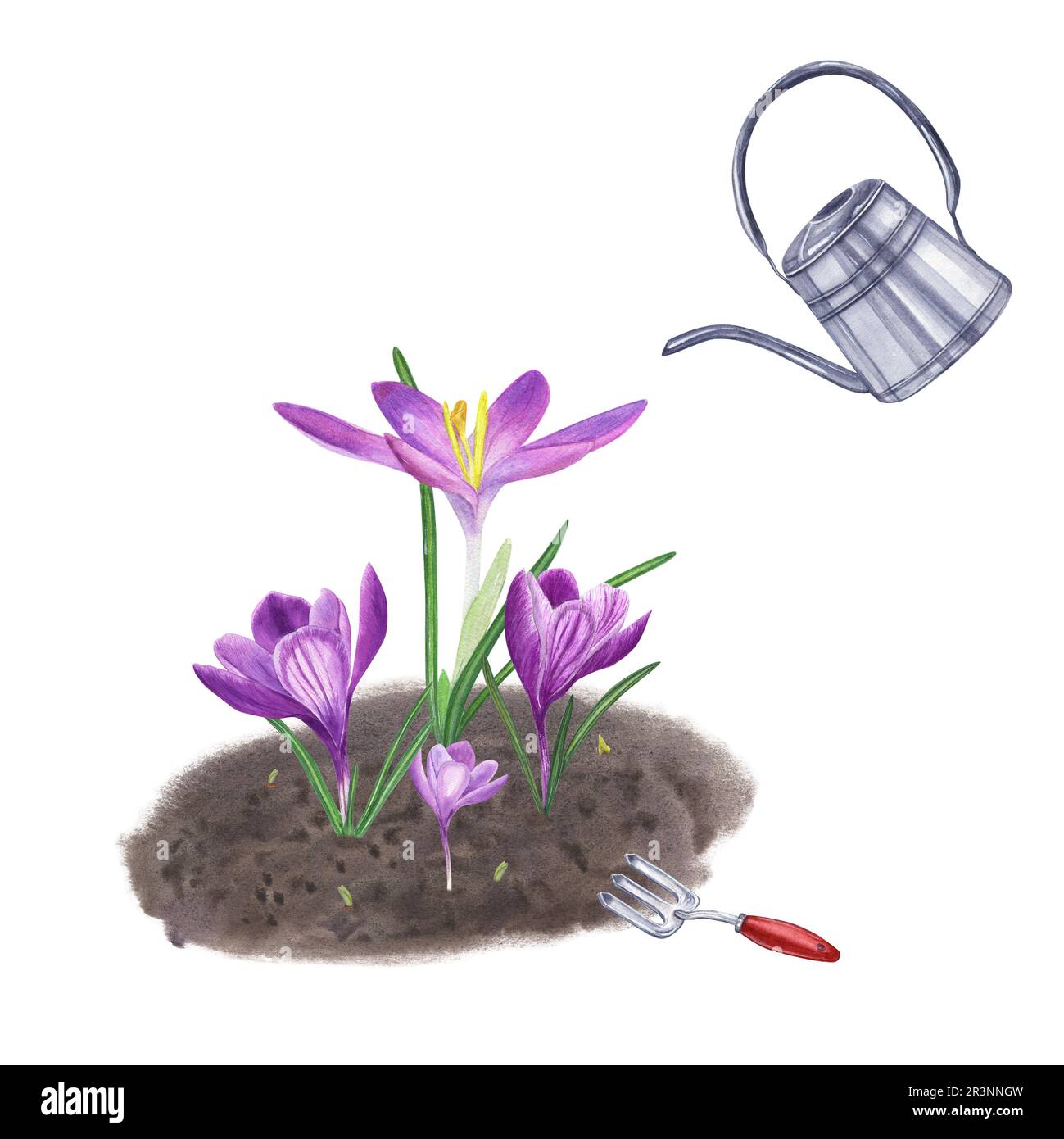 Blumen im Boden Pflanzen und bewässern. Krokusse, Zwiebeln, Erde, Handgabel, Gießkanne. Isoliert auf weißem Hintergrund. Aquarelldarstellung Stockfoto