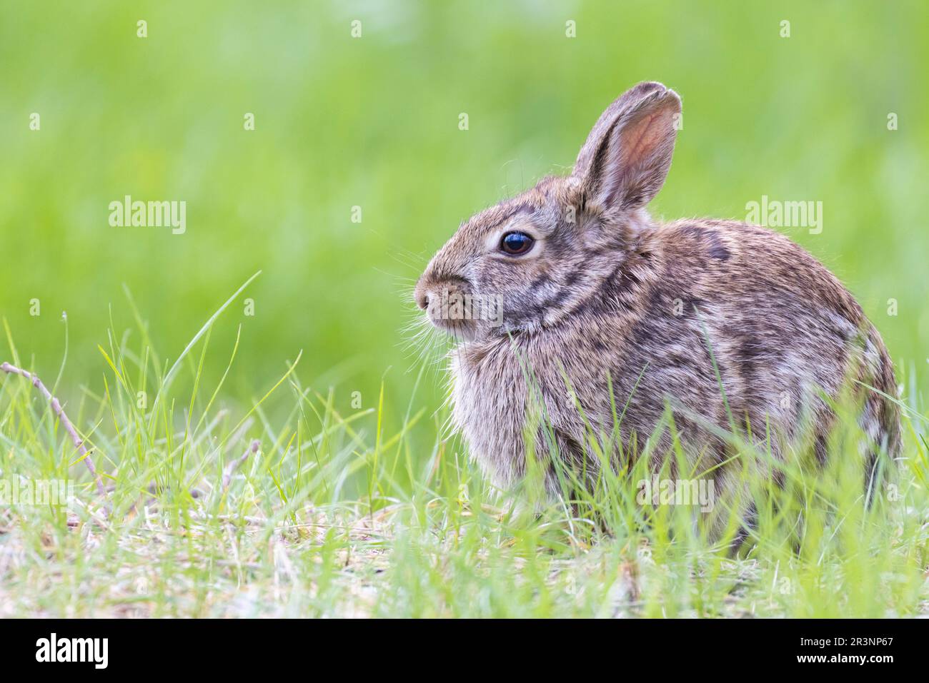 Östlichen Cottontail (Sylvilagus Floridanus) im Frühjahr Stockfoto