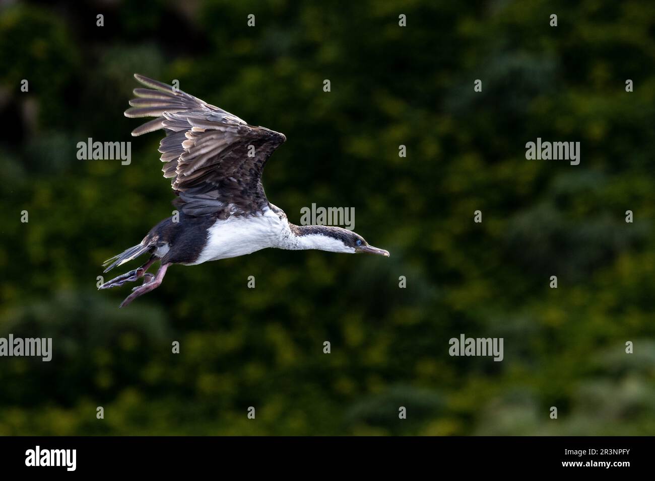 Endemische Macquarie Shag Aloft in Sandy Bay, Macquarie Island, Australien Stockfoto