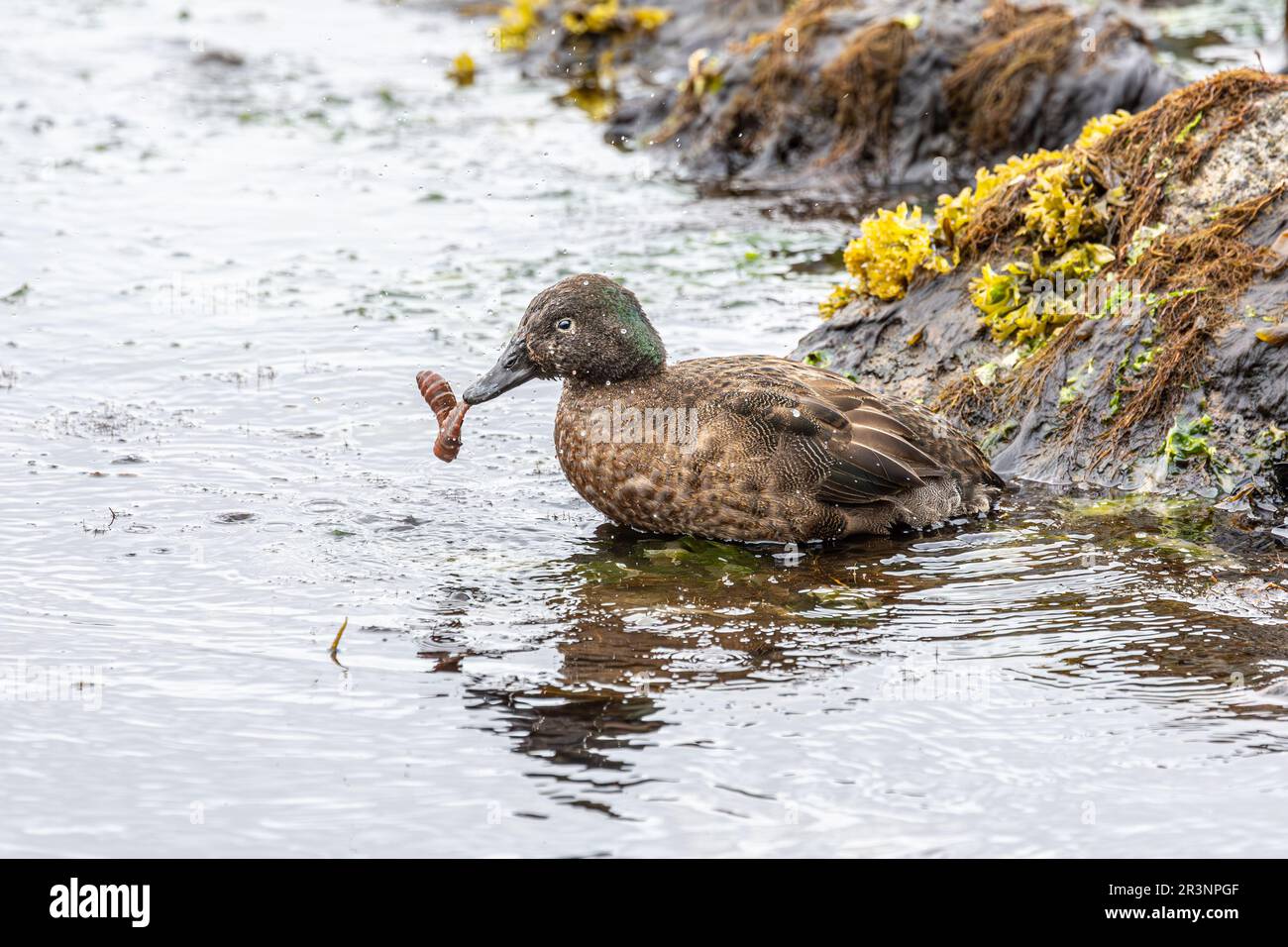 Campbell Island Teal mit Wurm im Mund, Campbell Island, Neuseeland Stockfoto