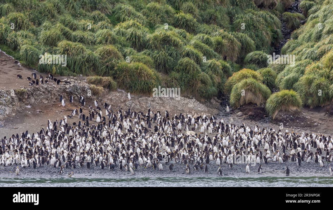 King Penguins in Sandy Bay, Macquarie Island, Australien Stockfoto