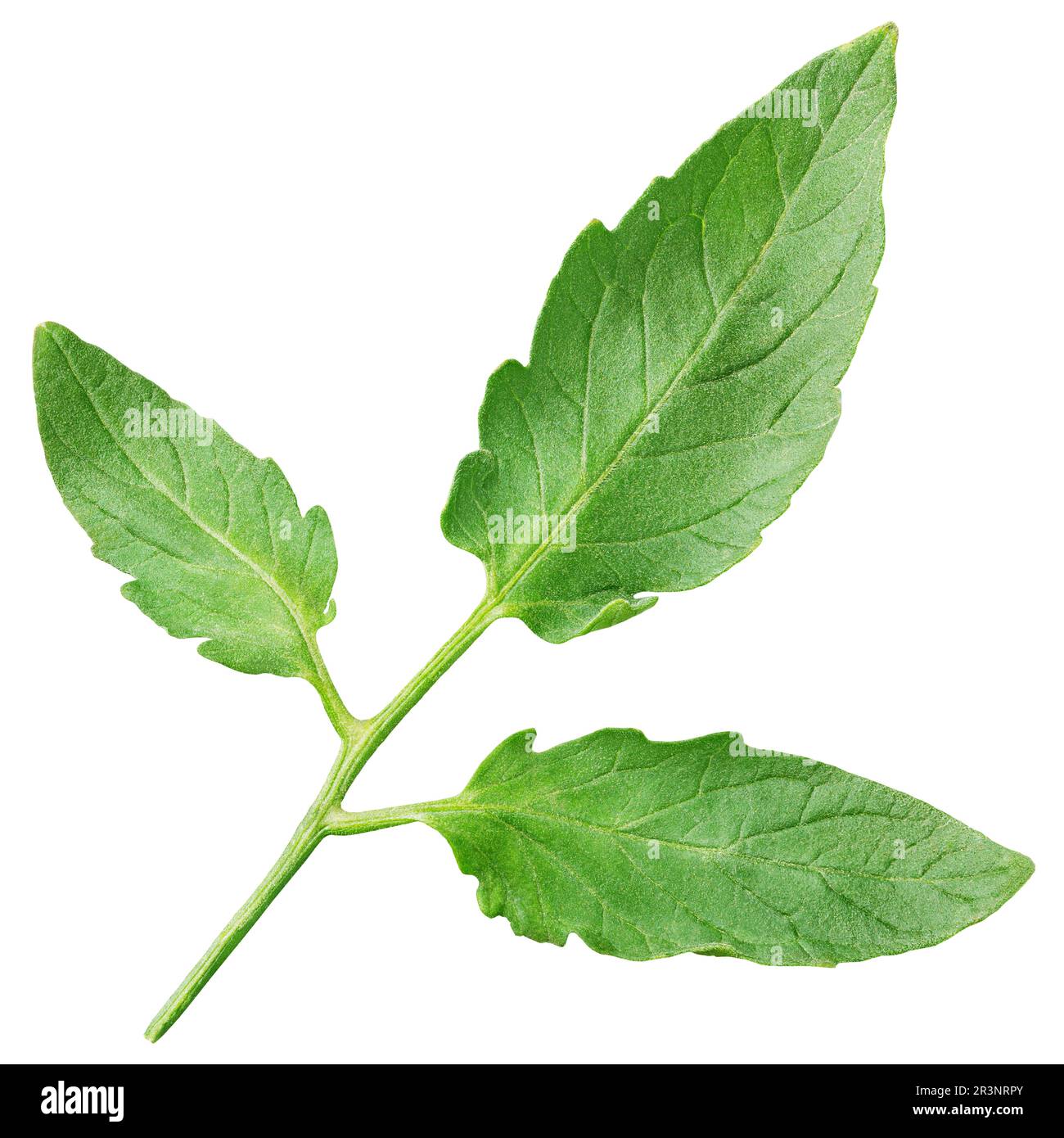 Tomatenblatt isoliert auf weißem Hintergrund mit Schnittpfad Stockfoto