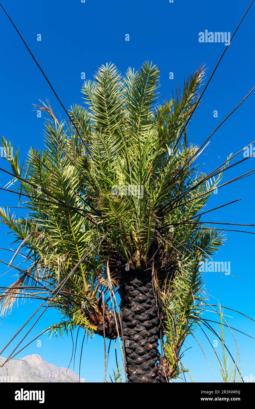 Palmen im Zingaro-Nationalpark in Sizilien Stockfoto