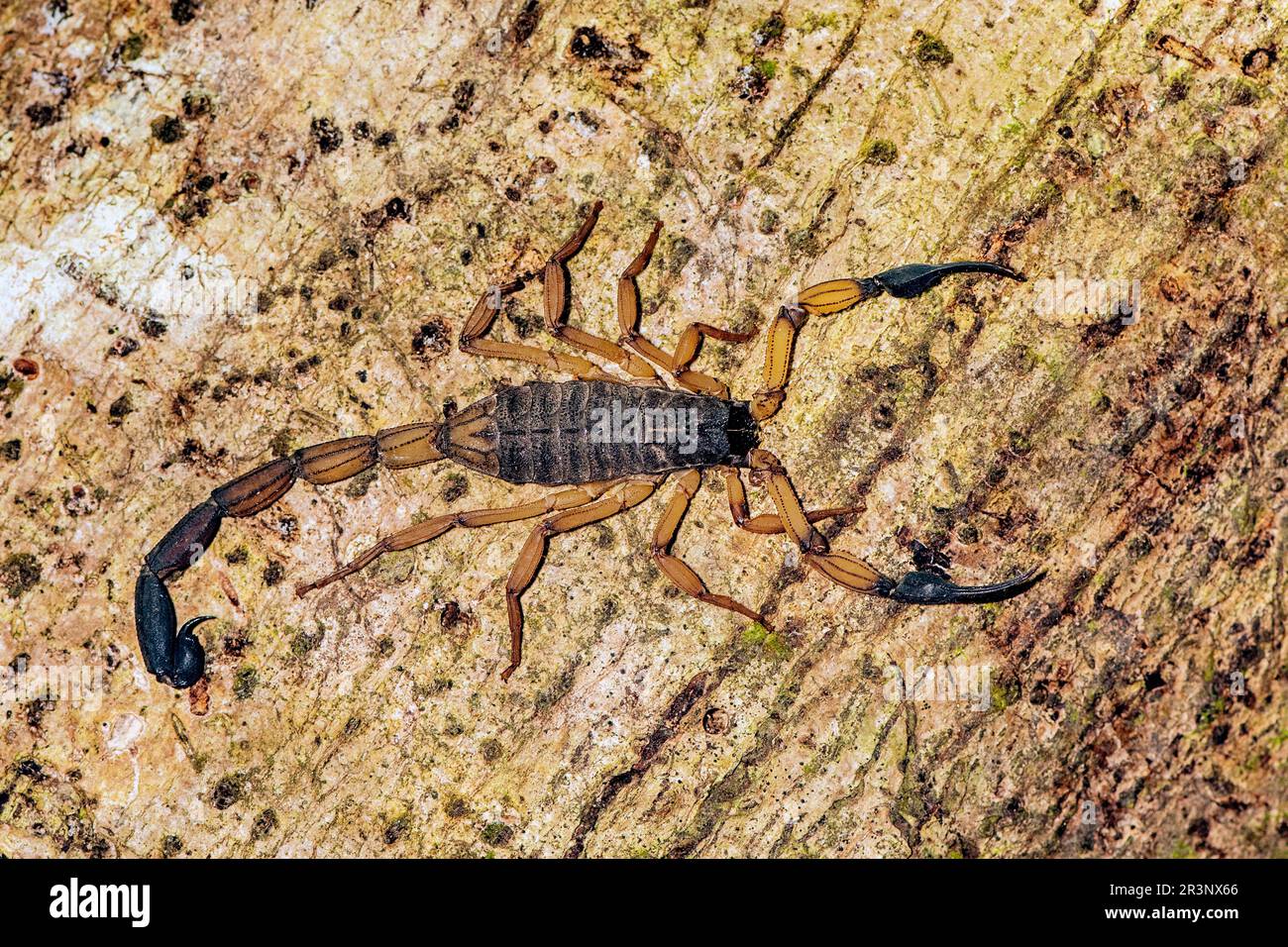 Edwards Rindenskorpion (Centuroides edwardsii). Osa-Halbinsel, Costa Rica. Stockfoto