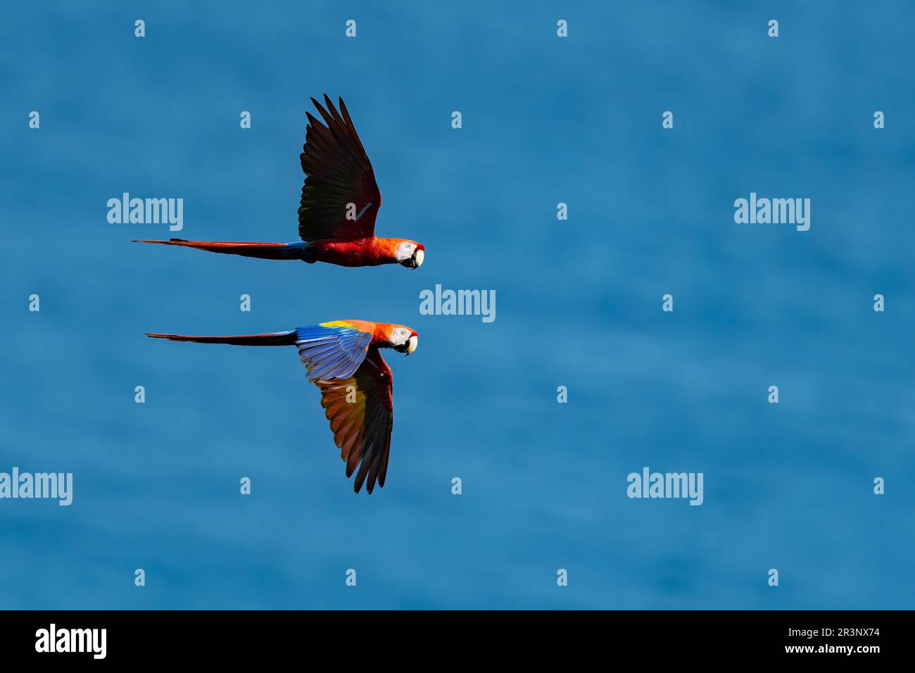 Scharlachmakas (Ara macao), die auf der Halbinsel Osa, Costa Rica, fliegen. Stockfoto
