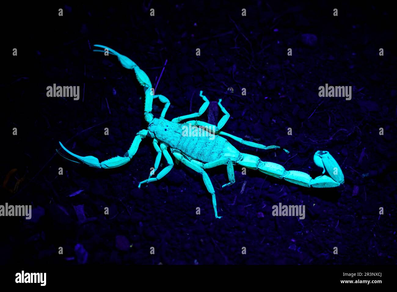 Edwards Rindenskorpion (Centuroides edwardsii) leuchtet im UV-Licht. Osa-Halbinsel, Costa Rica. Stockfoto