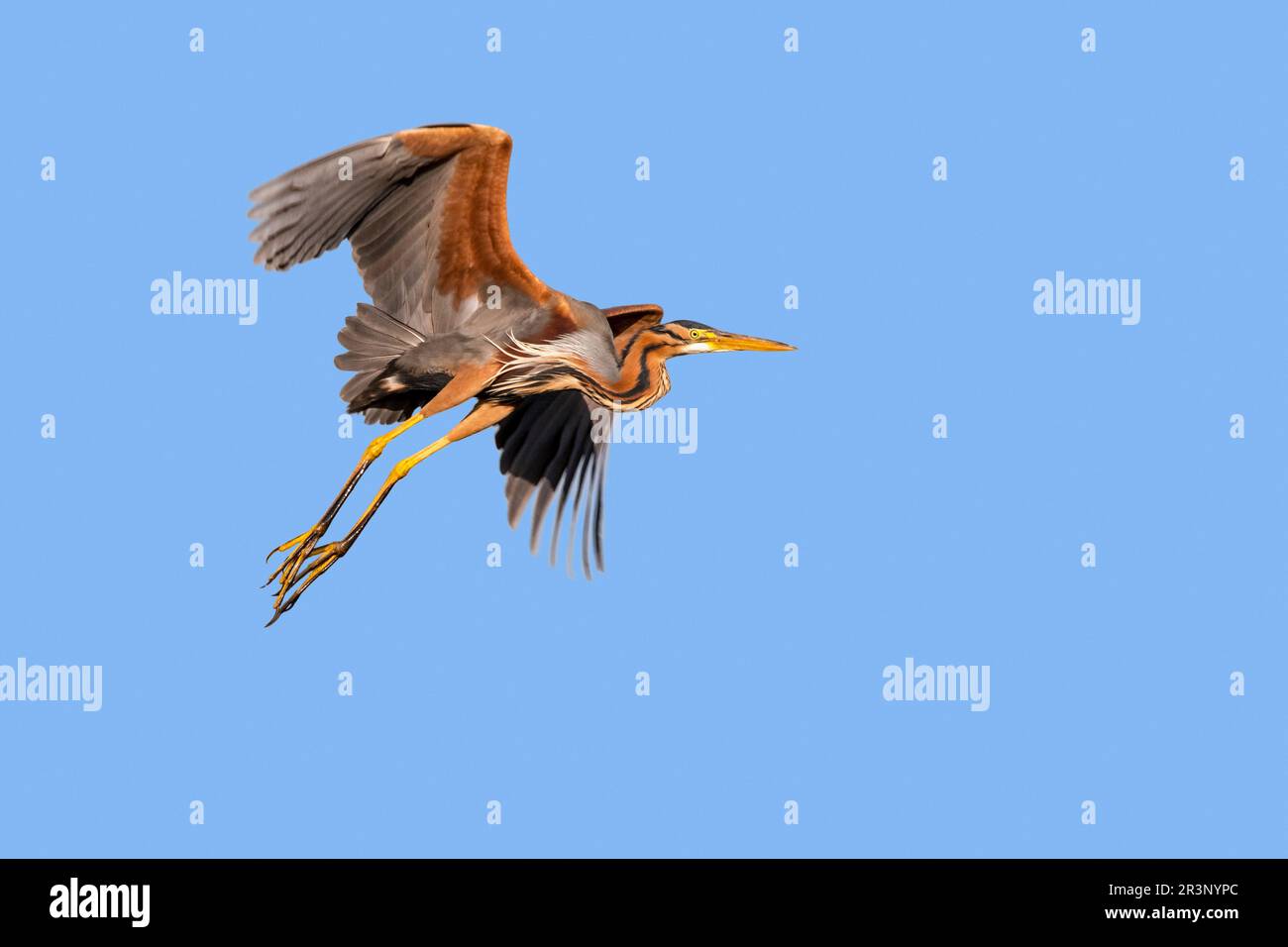 Purpurreiher (Ardea purpurea) Erwachsener im Flug gegen den blauen Himmel im Frühling Stockfoto