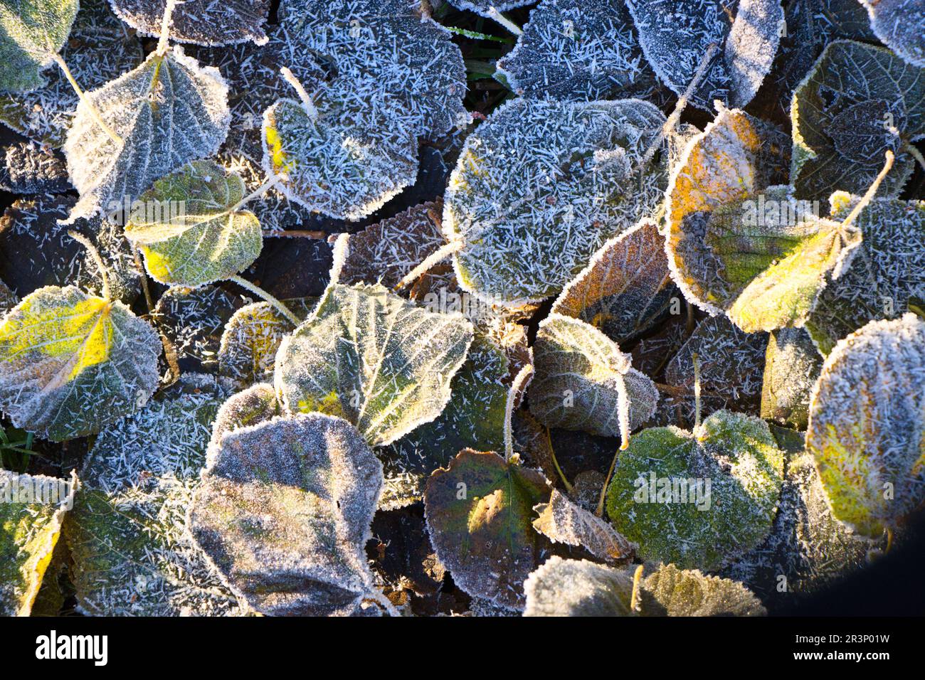 Nach einer frostigen Nacht in der hellen Sonne. Schließen Stockfoto