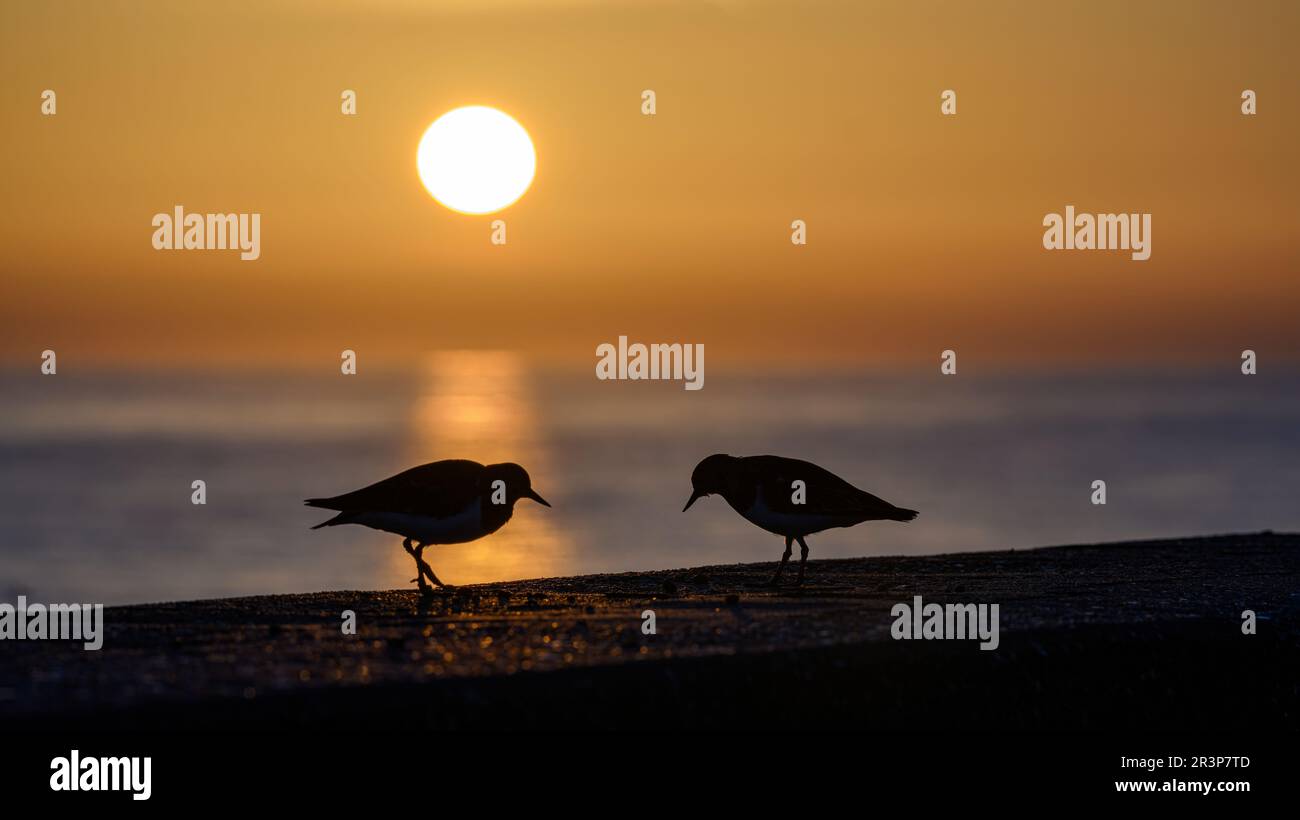 Turnstone/Ruddy Turnstone, Arenaria interprres; ausgewachsene Vögel im Winter, nicht züchtende Gefieder an der Meereswand bei Sonnenaufgang, Norfolk Oktober Stockfoto