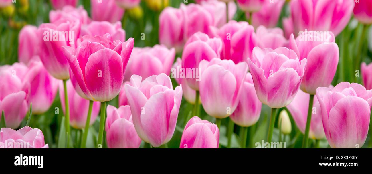 Nahaufnahme eines rosa Tulpenfeldbeeten Stockfoto