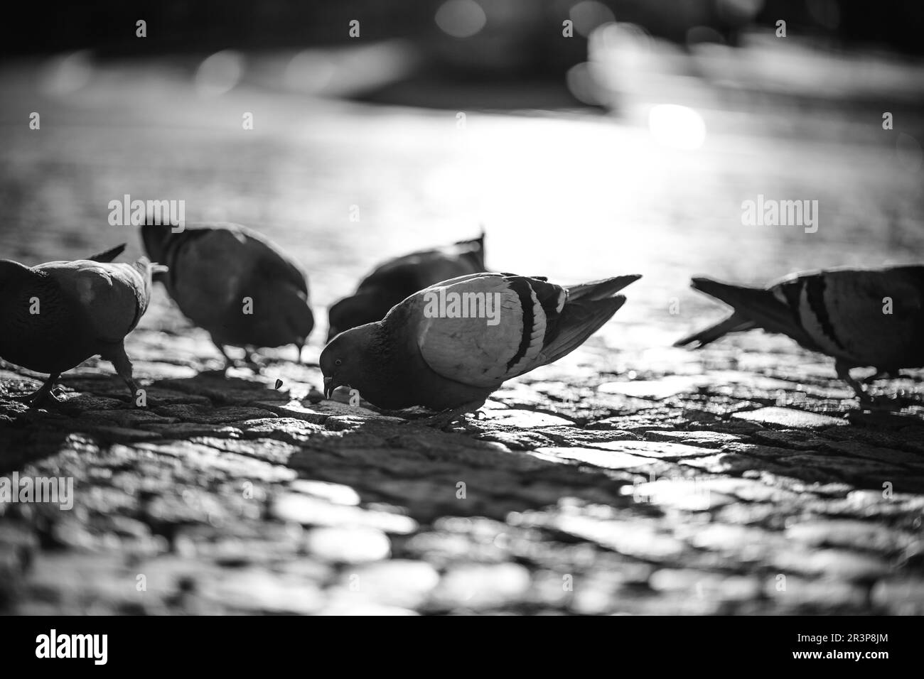 Tauben essen Sonnenblumenkerne auf der Straße in Prag bei Sonnenuntergang. Stockfoto
